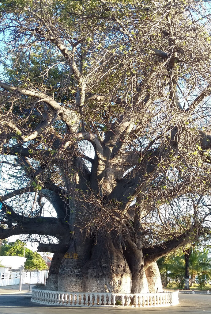 Baobab multi-centenaire de Mahajanga